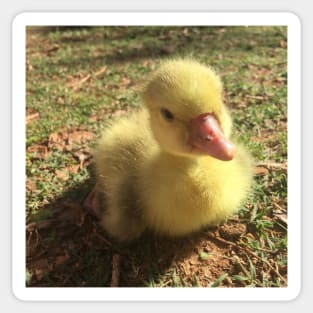 Gosling in the Grass Sticker